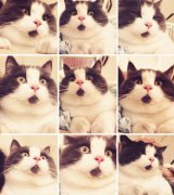 用CSS中的map标签制作单图多区域点击的示例