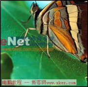 用Fireworks 8打造美丽的雨后蝴蝶